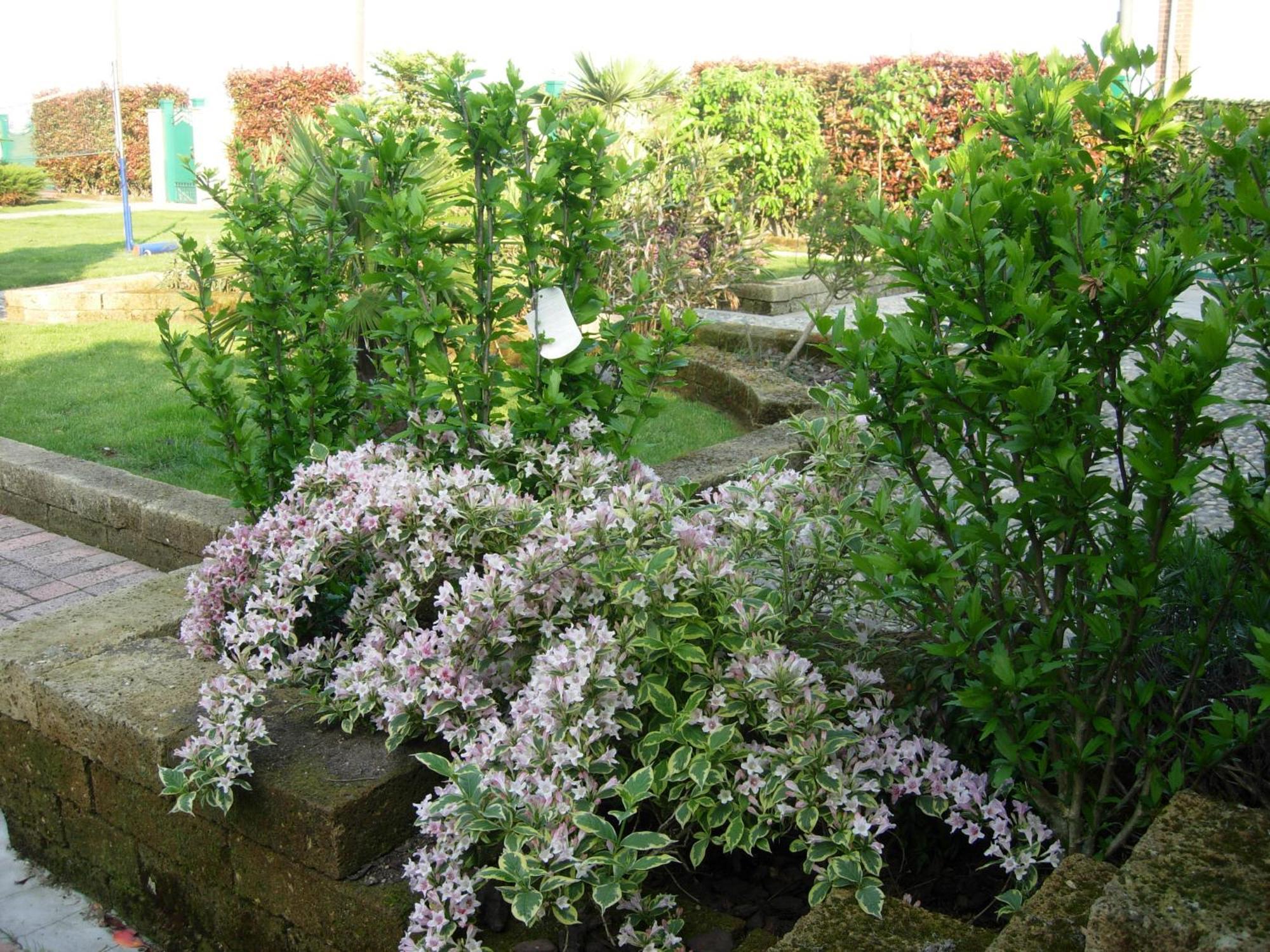 Castello d'Agogna B&B Il Pioppo E La Fonte מראה חיצוני תמונה
